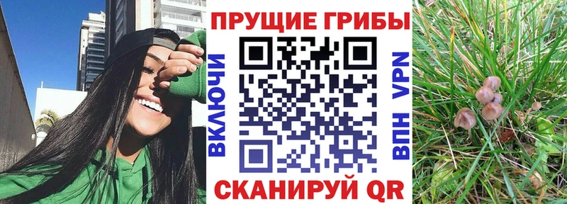 Галлюциногенные грибы Psilocybe  Сокол 